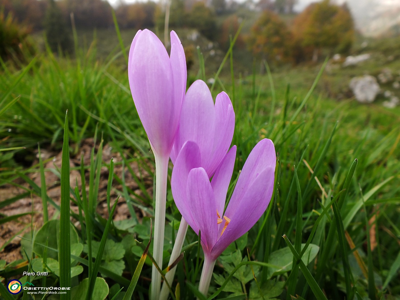 92 Fiori di....JPG